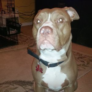 Meet your Posher, Jamie